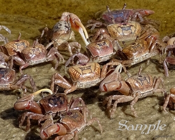 Crabs - Kachina #Crabs-Kachina